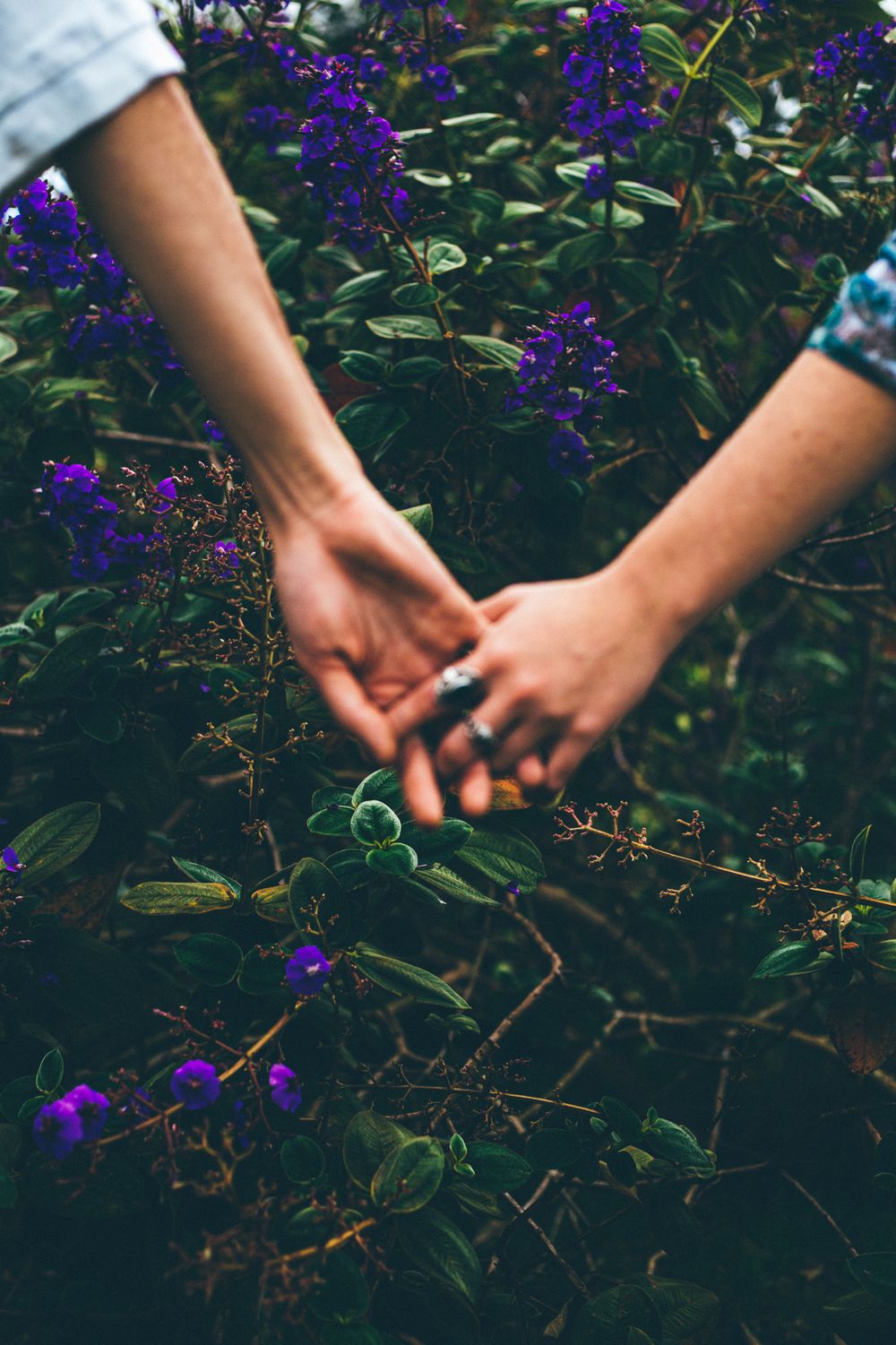 A couple holds hands surrounded by vibrant purple flowers in an outdoor garden.